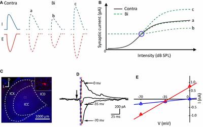 Selectivity of Monaural Synaptic Inputs Underlying Binaural <mark class="highlighted">Auditory Information</mark> Integration in the Central Nucleus of Inferior Colliculus